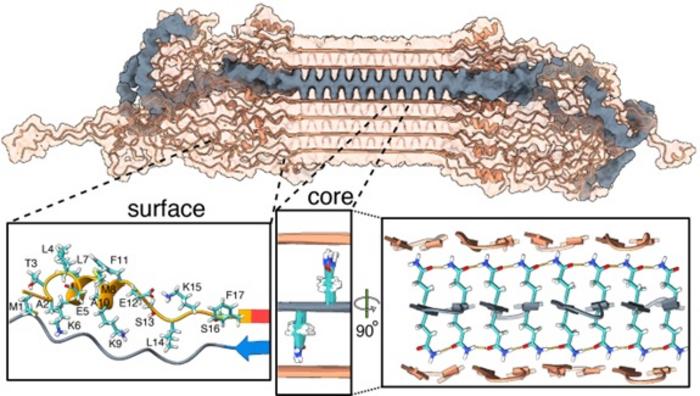 The structure of Huntington's fibrils