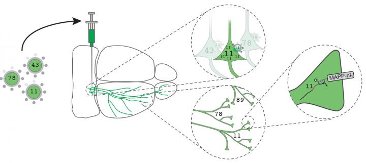A Revolutionary Way to Map the Brain