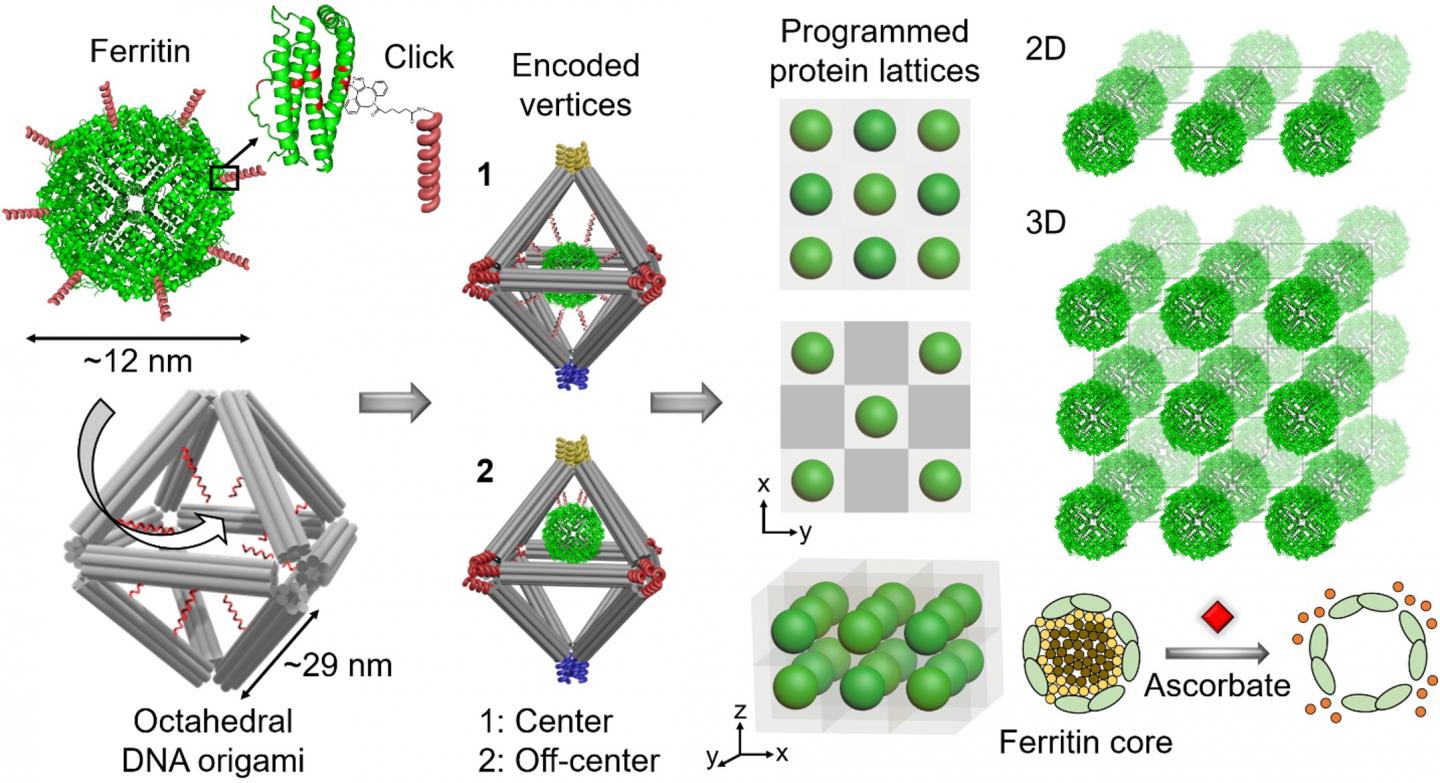 Illustration of DNA Frameworks for Assembling Bioactive Proteins into Ordered 2D and 3D Arrays