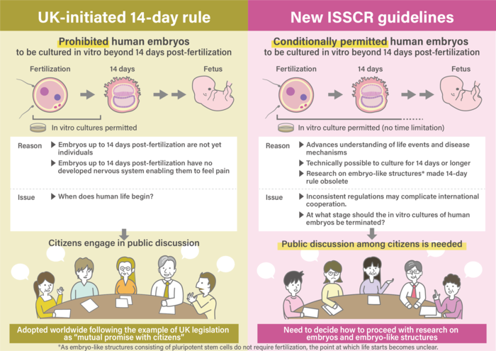 Original 14-day rule versus new ISSCR guidelines