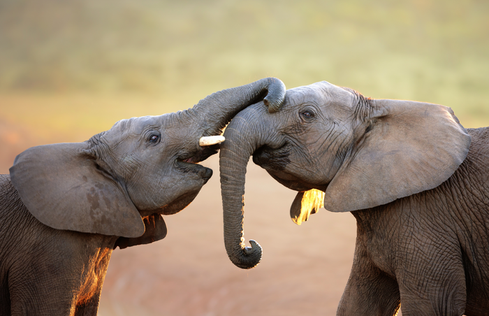 Two elephants greeting each other