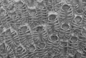 Researchers found 15 species of bryozoan attached to the plastic, one of which, that appears in the photograph (Arbopercula tenella), is not native to the area where it was found / Emanuela di Martino.