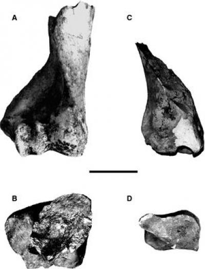 Two Limb Bone Fragments of <i>Hippopotamus antiquus</i>