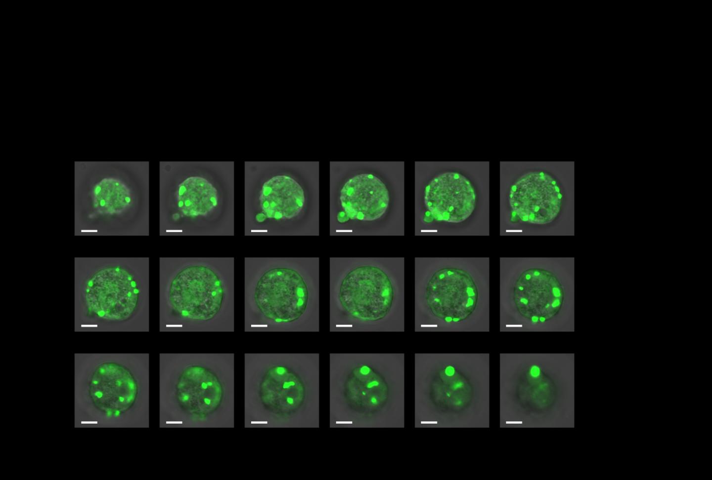 Cellular Slices With Glowing Artificial Organelles