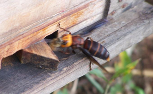 Giant hornet preys on honey bees