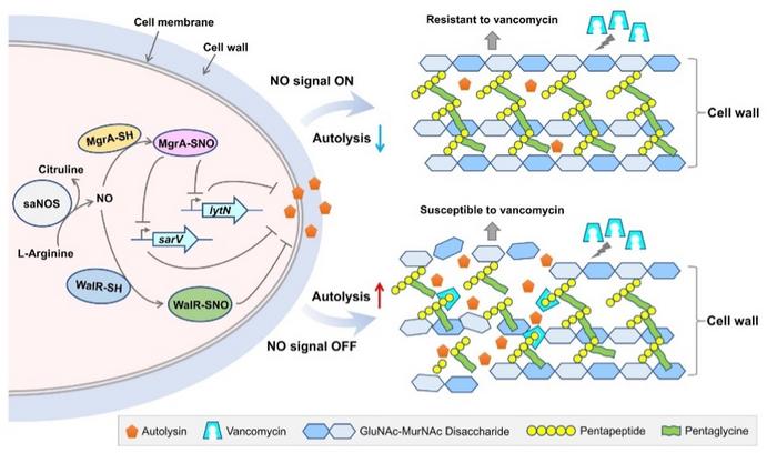 Transcription tuned by S-nitrosylation underlies a mechanism for Staphylococcus aureus to circumvent vancomycin killing