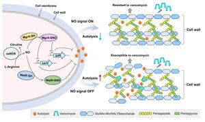 Transcription tuned by S-nitrosylation underlies a mechanism for Staphylococcus aureus to circumvent vancomycin killing