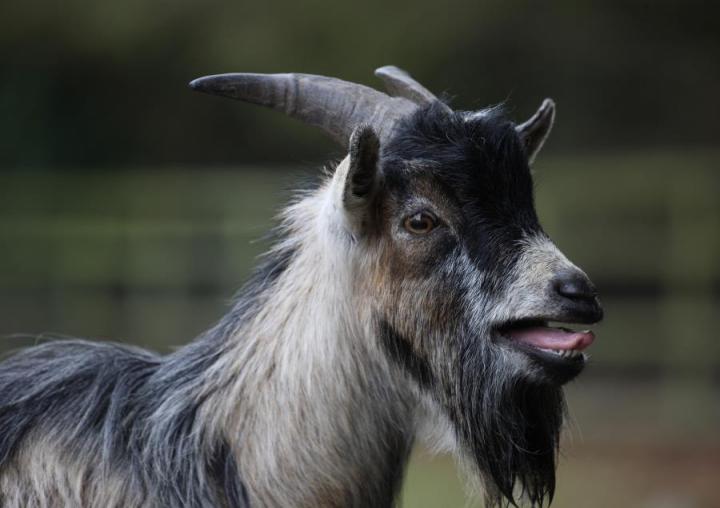 A Goat Calling [IMAGE] EurekAlert! Science News Releases