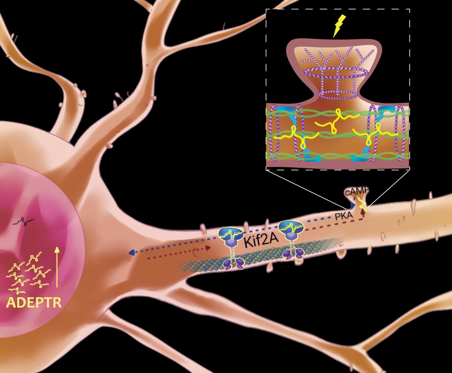 Neural plasticity requires this lncRNA