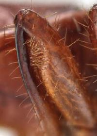 Antennal grooming organs in Ball's stange-combed beetle