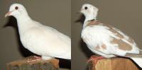 Uncrested vs. Crested Doves