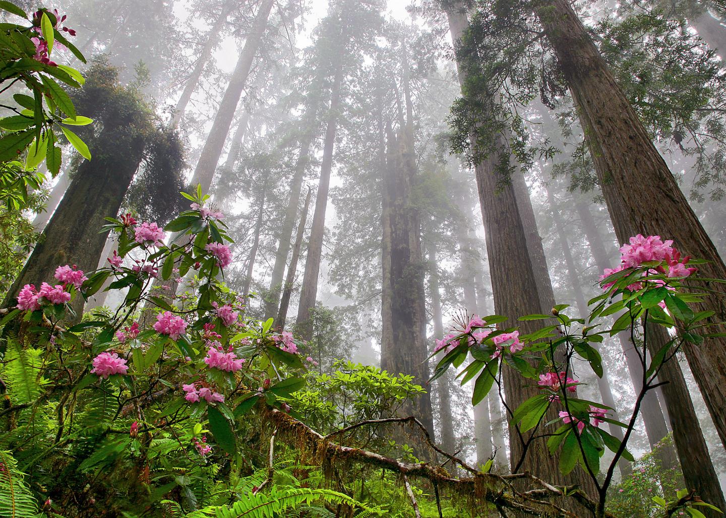 <i>Sequoia sempervirens</i>