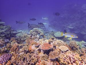 A diverse fish community living in a coral reef with high coral cover and habitat complexity in the Great Barrier Reef