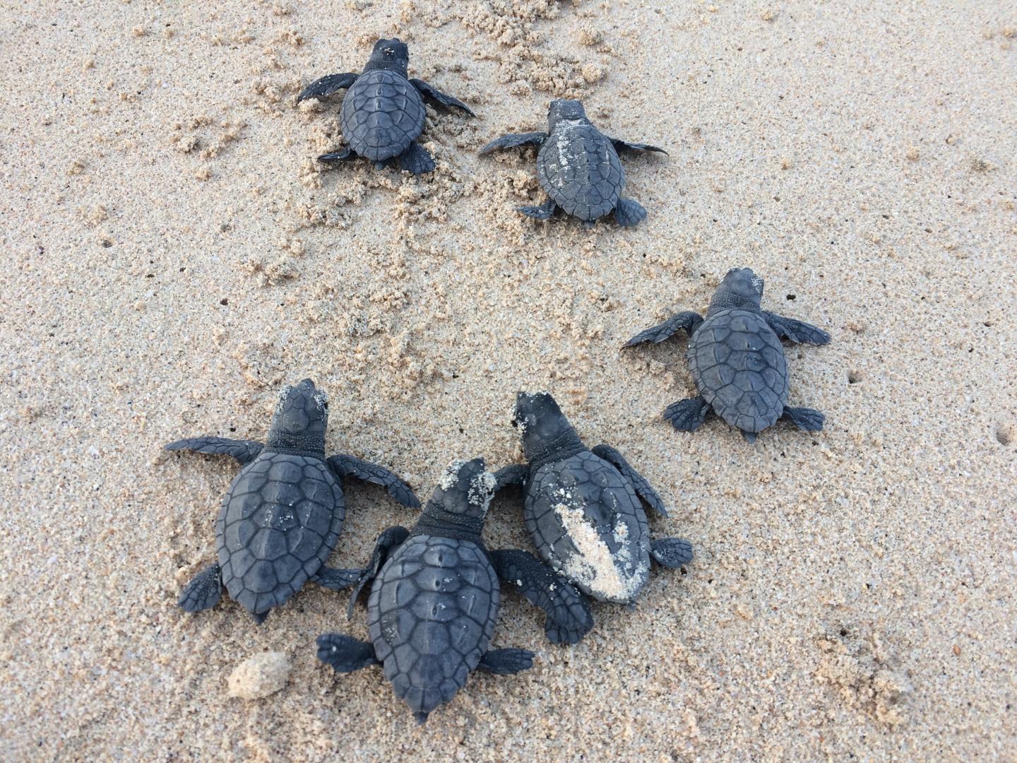 Loggerhead Turtles