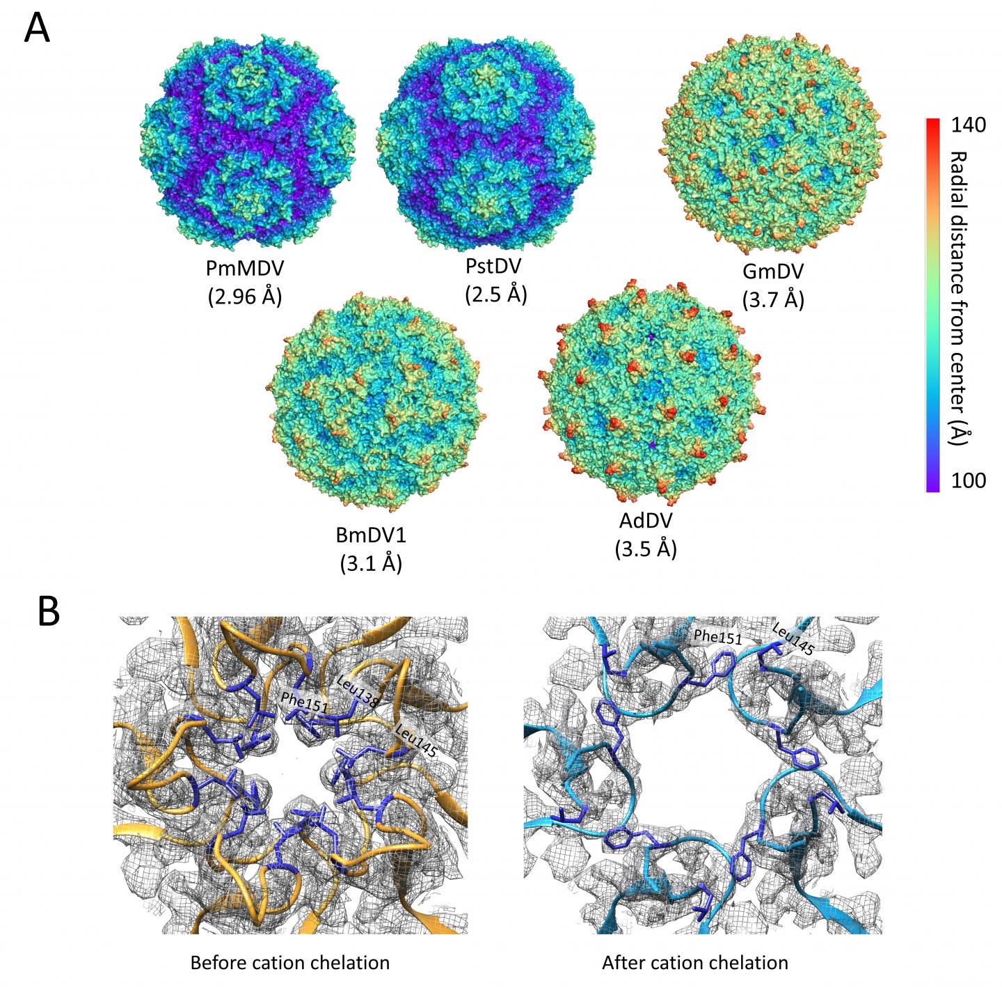 The Penaeus monodon metallodensovirus (PmMDV)