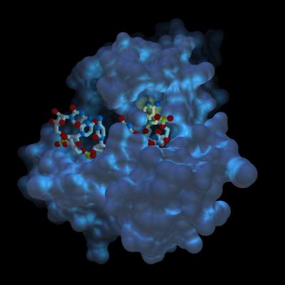 Lassa Fever Virus Protein
