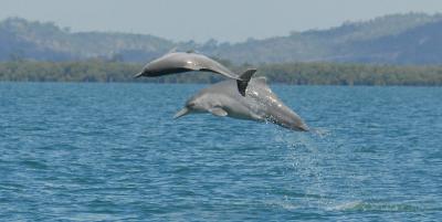 Unnamed Dolphin Species (1 of 3)