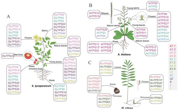 Expression of TPSs in different organs of two model angiosperms and one well-known medicinal angiosperm.