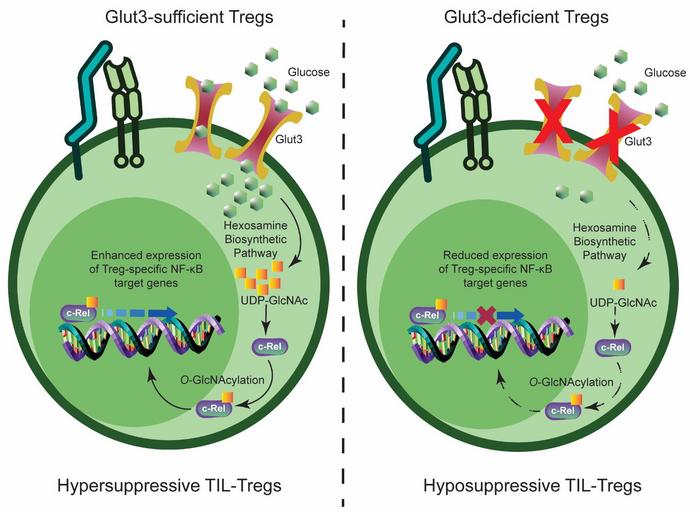 Glut3 is a critical metabolic determinant of Treg-mediated immunosuppression in tumors