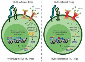 Glut3 is a critical metabolic determinant of Treg-mediated immunosuppression in tumors