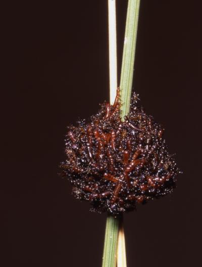 Larval Aggregates of M. Franciscanus