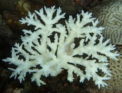 Bleached <i>Acropora</i> Coral from the Persian/Arabian Gulf