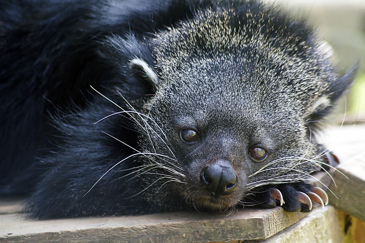 Binturong