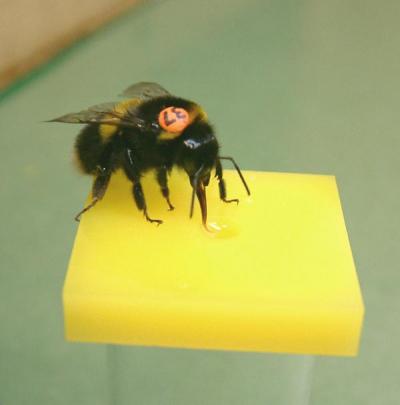 A Bee Feeds Off an Artificial Flower