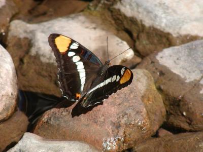 Butterflies Draw Student Artists into Science