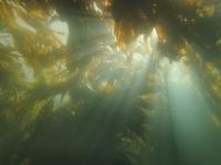 Giant kelp surface canopy