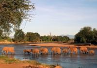 African Elephants Wading in River