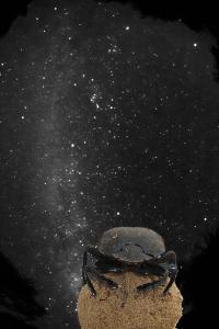 Dung Beetle and Milky Way