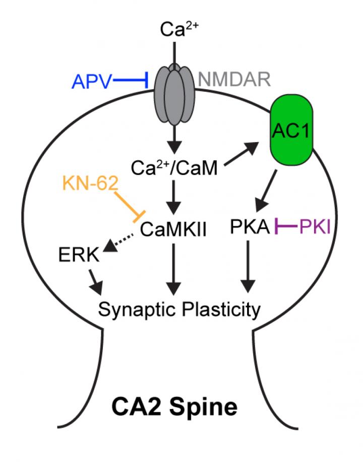 The Nascent CA2 LTP in RGS14 KO Mice Requires Ca2+-activated Pathways