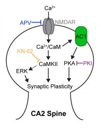 The Nascent CA2 LTP in RGS14 KO Mice Requires Ca2+-activated Pathways