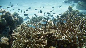 Fish swim among Australia’s Great Barrier Reef