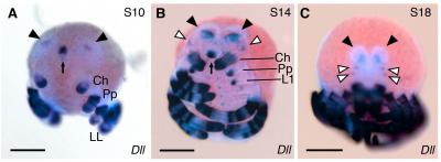 Embryonic Development