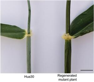 Phenotypic alteration recognized at an early generation of mutated plant