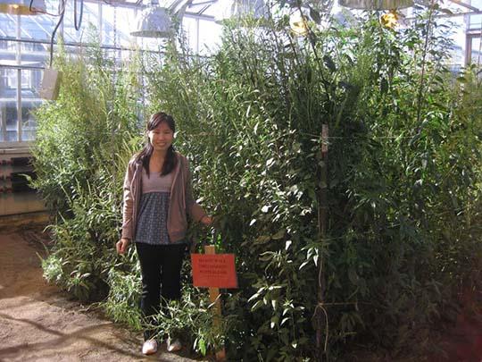 Chenxi Wu with Waterhemp