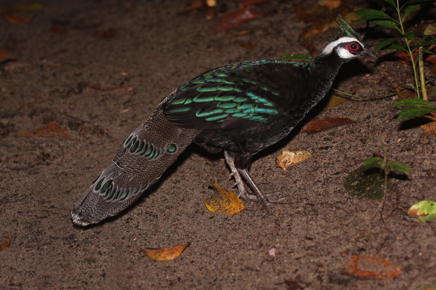 Palawan peacock-pheasant