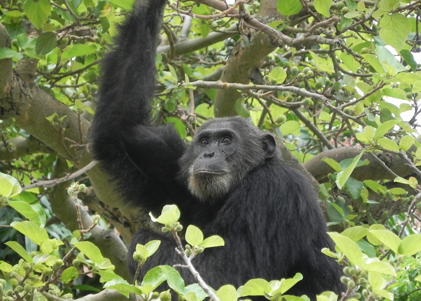 A Wild Chimpanzee in Gombe Stream National Park