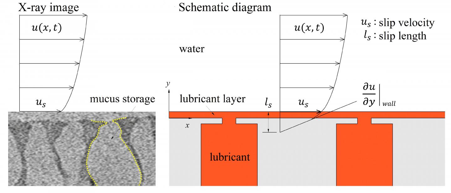 An X-Ray Image of a Loach's Mucus Storage System, and a Schematic Diagram