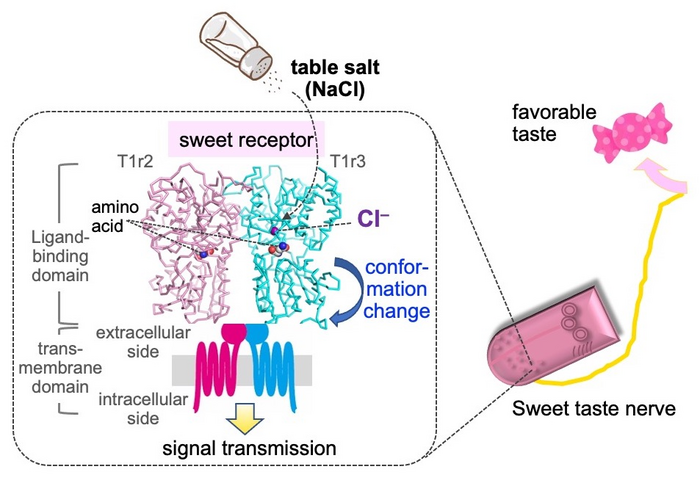 Cl--binding sites in the crystal structure of the medaka fish taste receptor T1r2a/T1r3LBD.