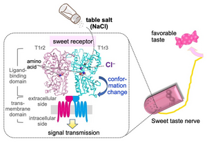 Cl--binding sites in the crystal structure of the medaka fish taste receptor T1r2a/T1r3LBD.