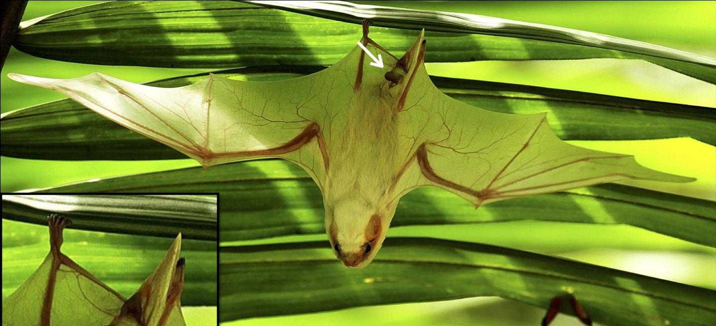 ghost bat by manuel sanchez mendoza