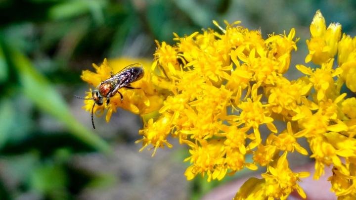 Sweat Bee