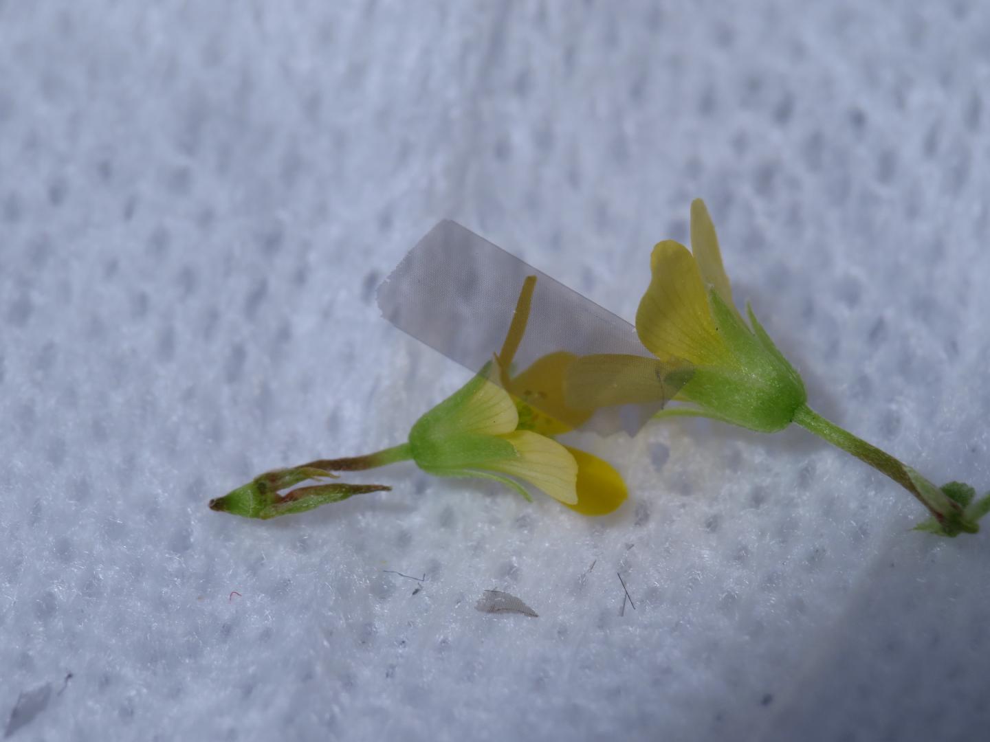Nano-Plate Balanced on a Flower Petal