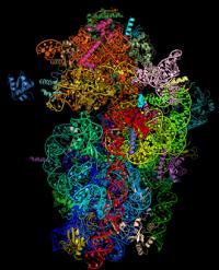 Molecular Structure of the Malaria Parasite's Ribosome Bound to the Antibacterial Drug Emetine