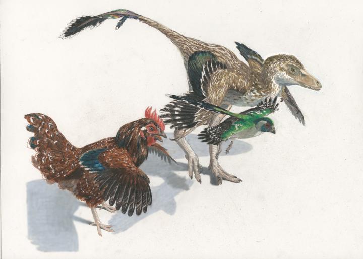 <i>Velociraptor</i>, Cretaceous Bird, and Chicken
