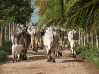 Intensive Cattle Farming in Mexico
