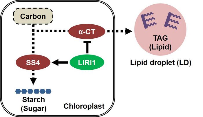 Unravelling the mechanisms of carbon resource allocation in plant leaves